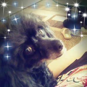 Meet your Posher, Susan